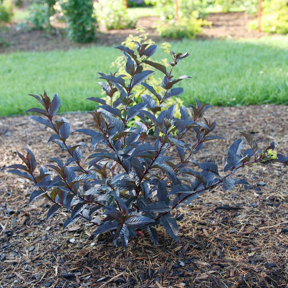 4.5 in. qt. Kodiak Jet Black (Diervilla Hybrid) Live Flowering Shrub with Yellow Flowers and Black Foliage - Hercitys