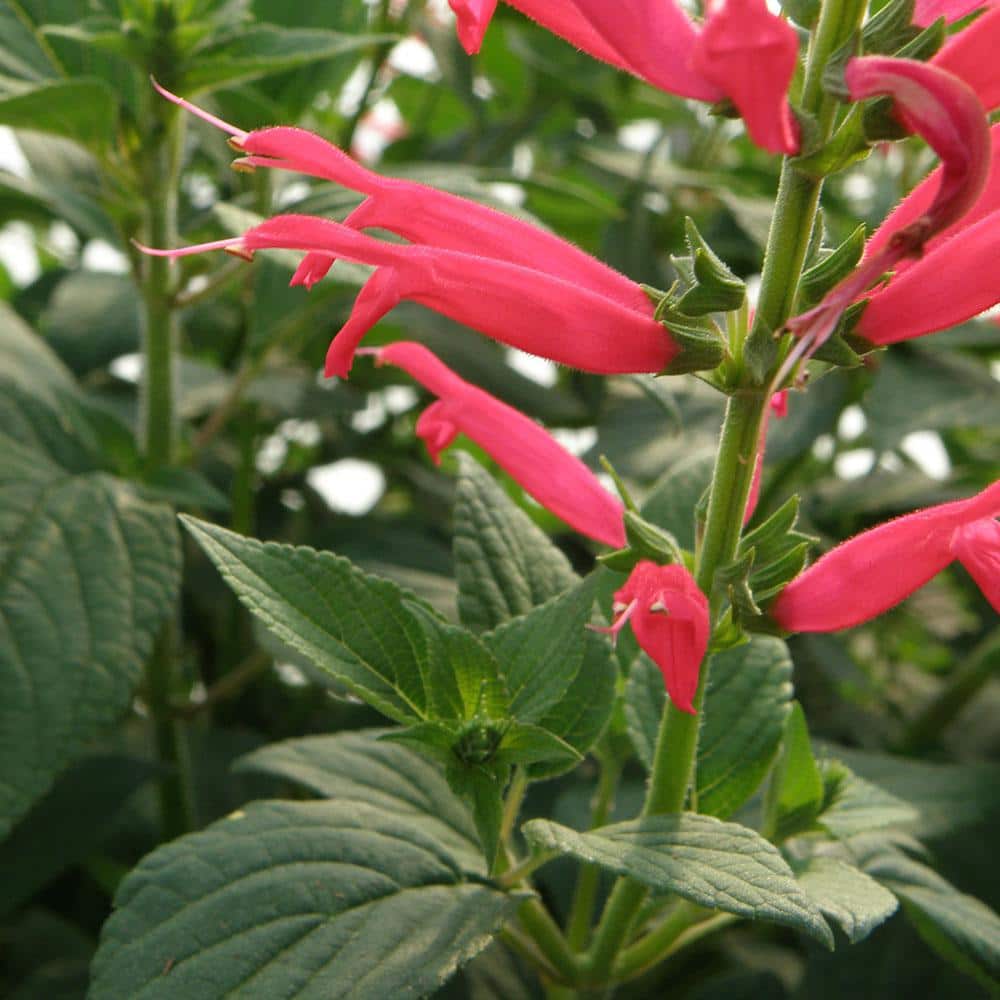 19 oz. Pineapple Sage Herb Plant (2-Pack) - Hercitys