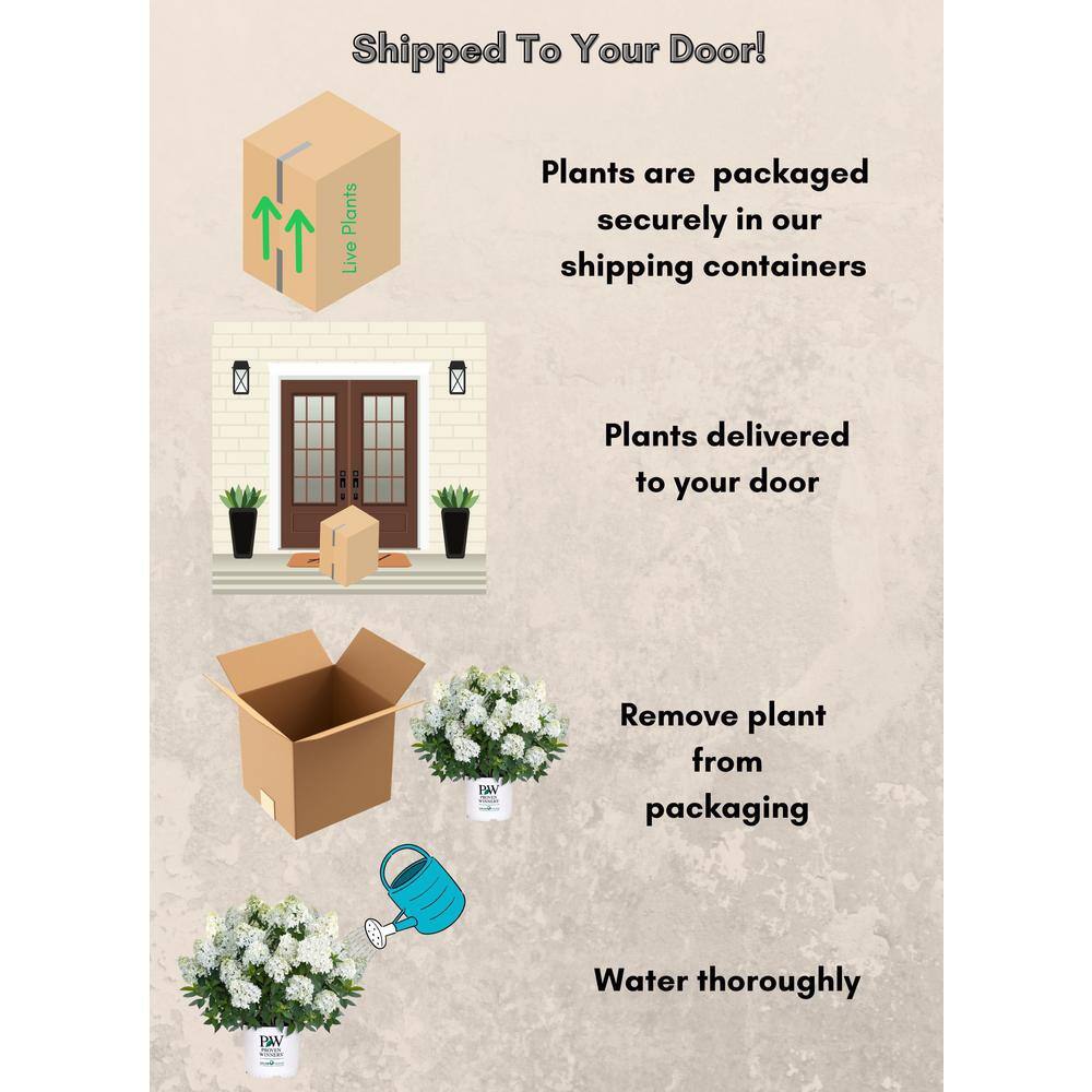 5 Gal. Puffer Fish Hydrangea Shrub - Hercitys