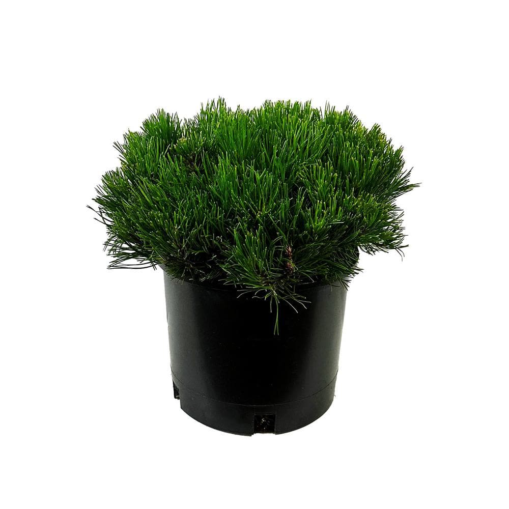 1.5 Gal. Dwarf Mugo Pine Live Shrub with Dark Green Needled Foliage - Hercitys