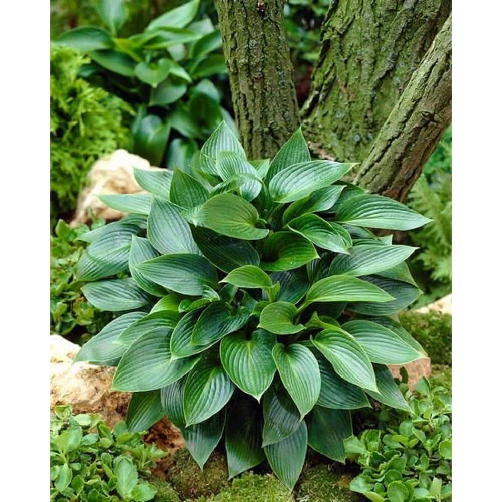 2 Gal. Green Hosta Live Flowering Shade Perennial Plant - Hercitys