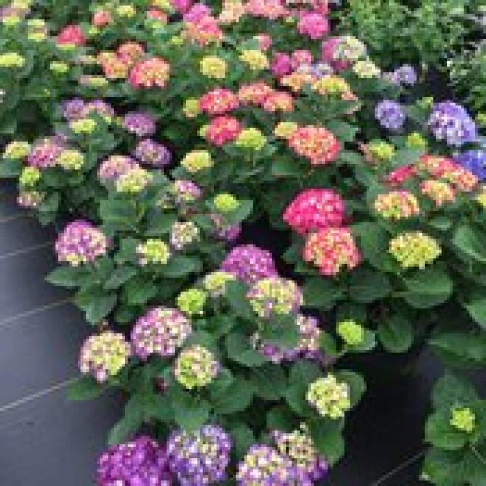 3 Gal. Wee Bit Giddy Bigleaf Hydrangea (Hydrangea macrophylla) Live Flowering Shrub; Bright Red or Red-Violet Flowers - Hercitys