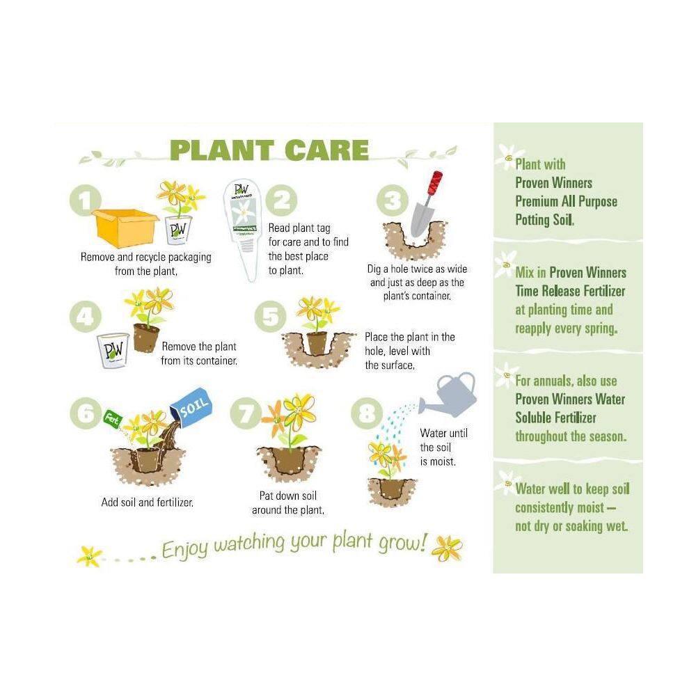 4.25 in. Eco+Grande, Superbells Lemon Slice (Calibrachoa) Live Plant, Yellow and White Flowers (4-Pack) - Hercitys