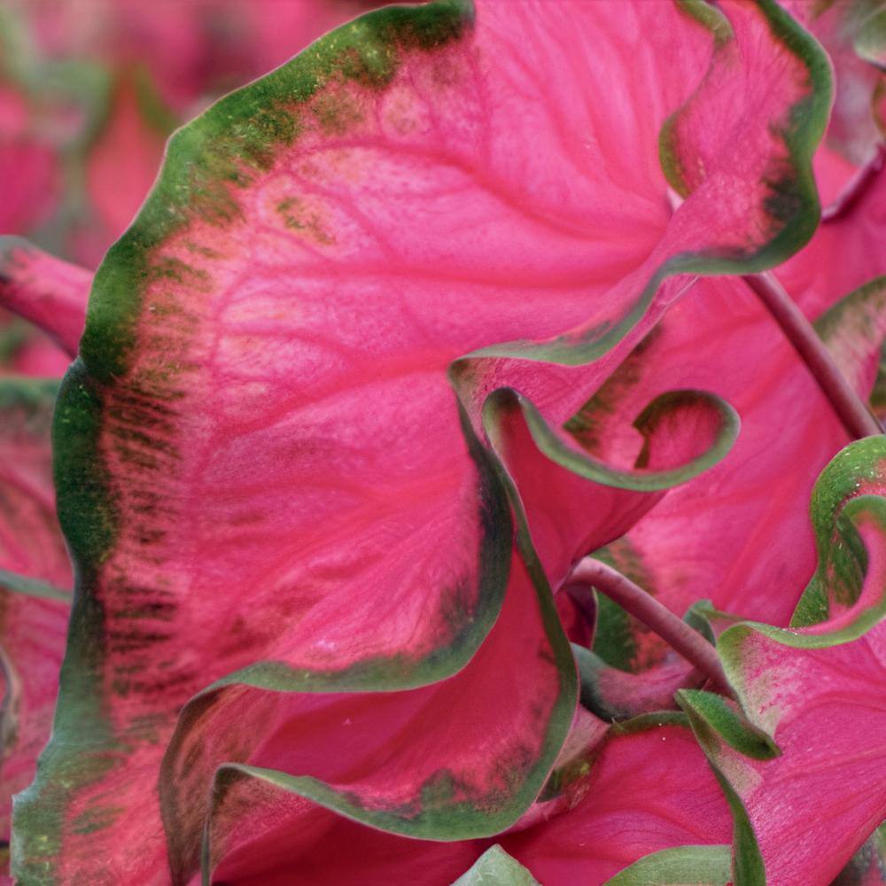 4 in. Caladium Collection Perennial Plant (4-Pack) - Hercitys