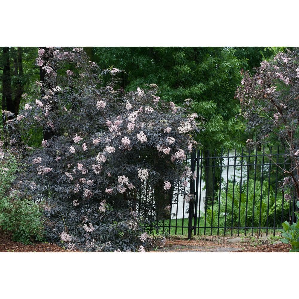 4.5 in. Qt. Black Lace Elderberry (Sambucus) Live Shrub, Pink Flowers - Hercitys