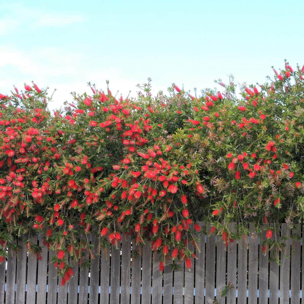 1 gal. Bottlebrush Shrub with Red Flowers - Hercitys
