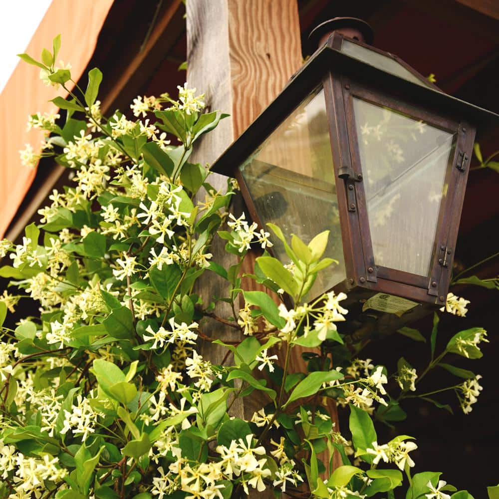 1 Gal. Confederate Jasmine Plant, Re-Blooming Fragrant White Flowers - Hercitys