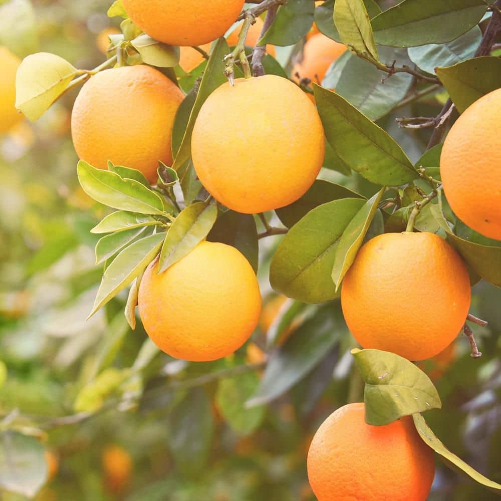 10 lbs. 8-3-9 Citrus Tree and Plant Food Dry Fertilizer - Hercitys