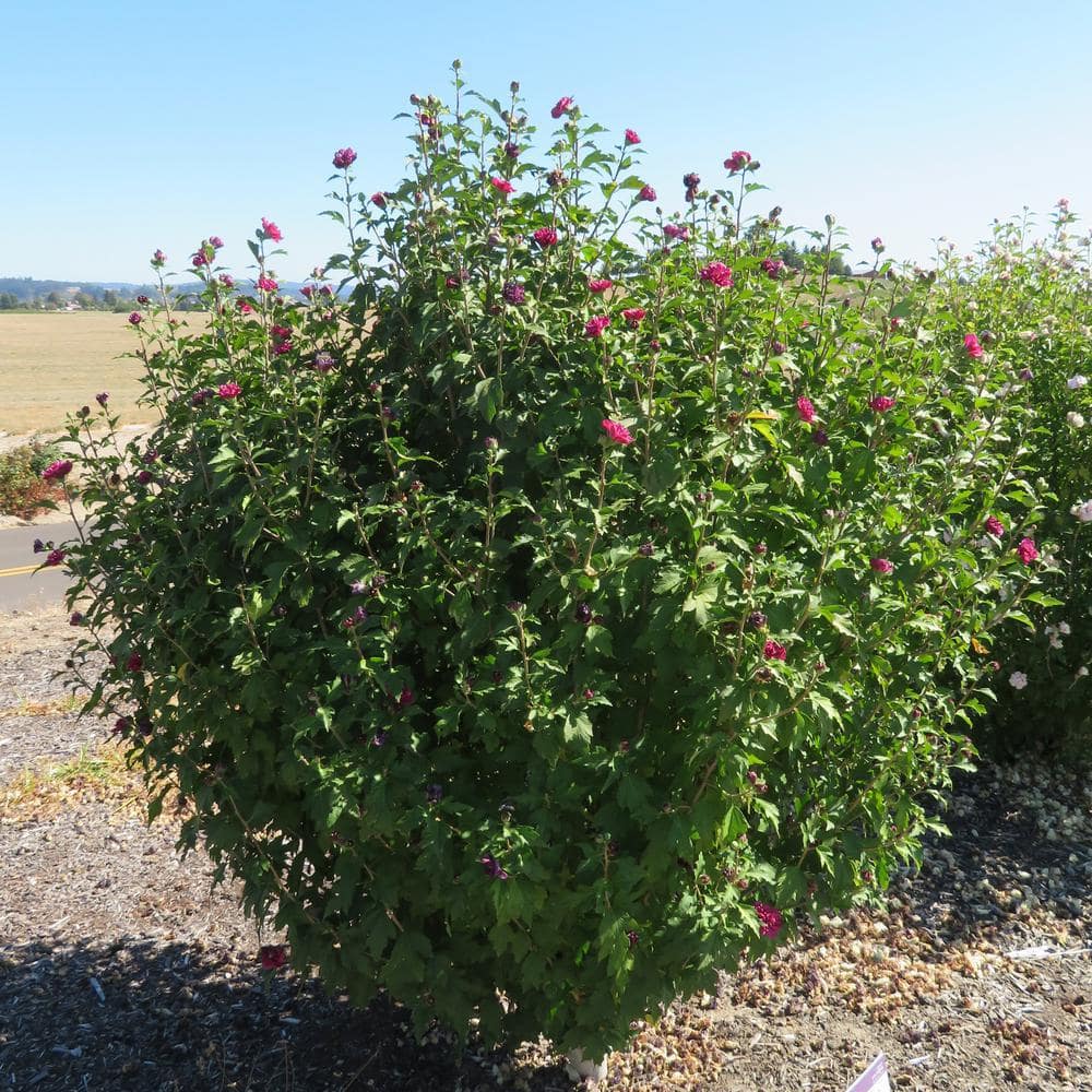 2 Gal. French Cabaret Red Hibiscus Flowering Shrub with Red Double Blooms - Hercitys