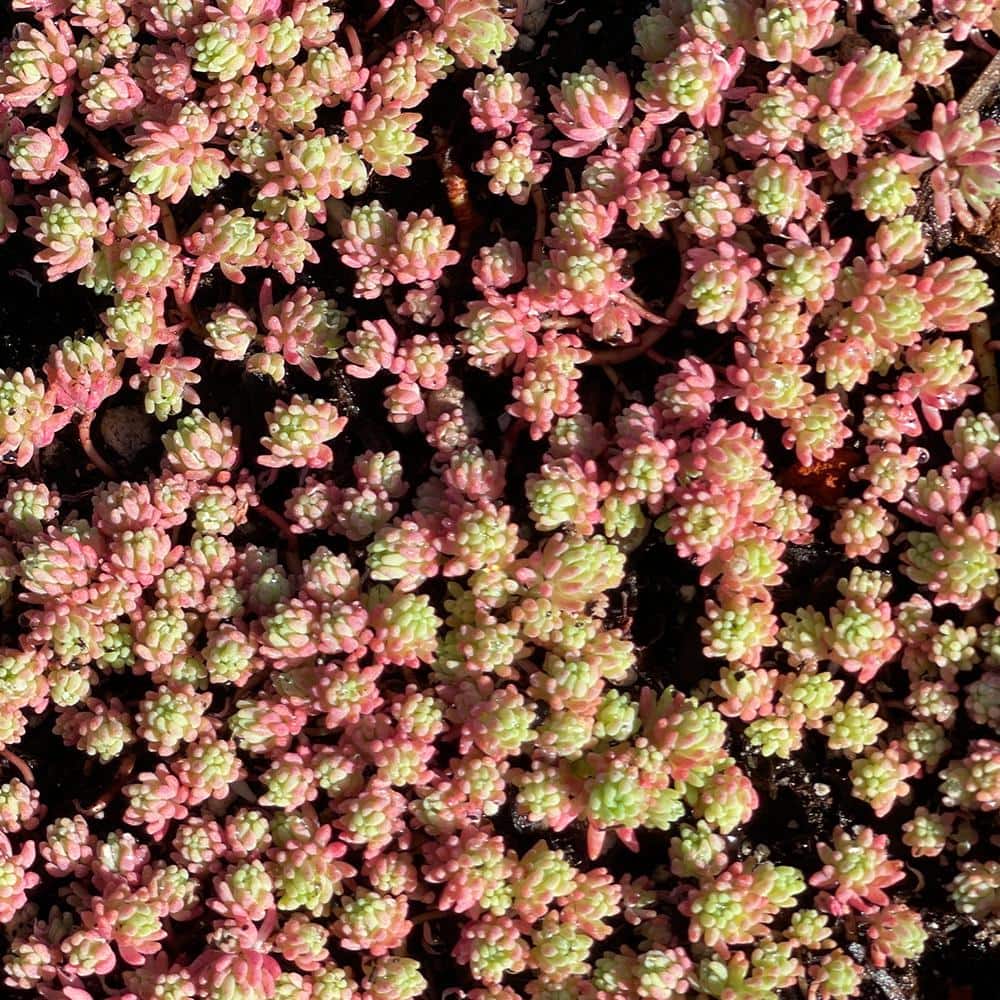 4 in. D x 3.5 in. H Non-Fragrant Sedum Blue Carpet with Pink Flowers (5-Pack) - Hercitys