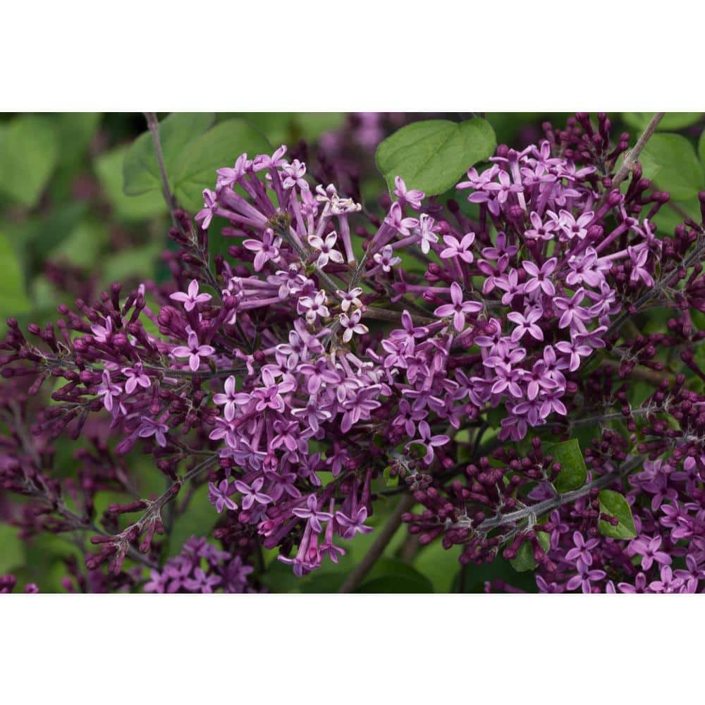 4.5 in. Qt. Bloomerang Dark Purple Reblooming Lilac (Syringa) Live Shrub, Purple Flowers - Hercitys