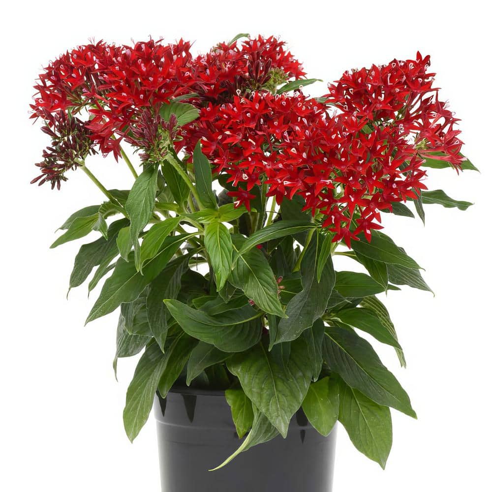 4 in. Lucky Star Red Pentas Plant (4-Piece) - Hercitys