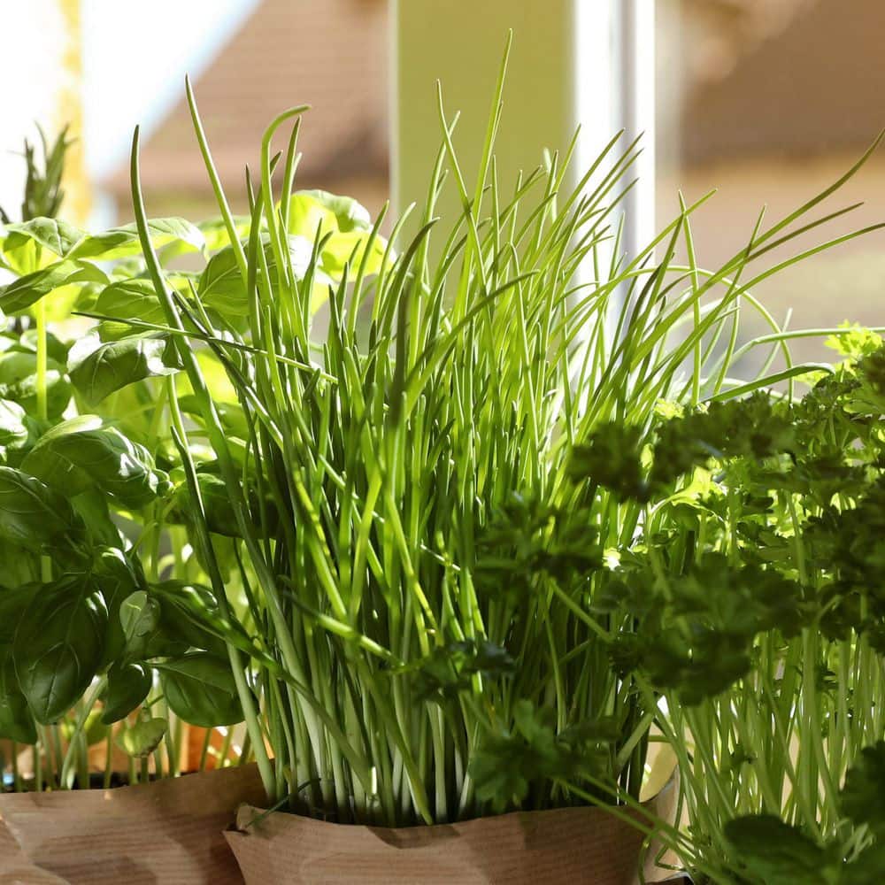 2.5 in. Chives Live Herb Plant (3-Pack) - Hercitys