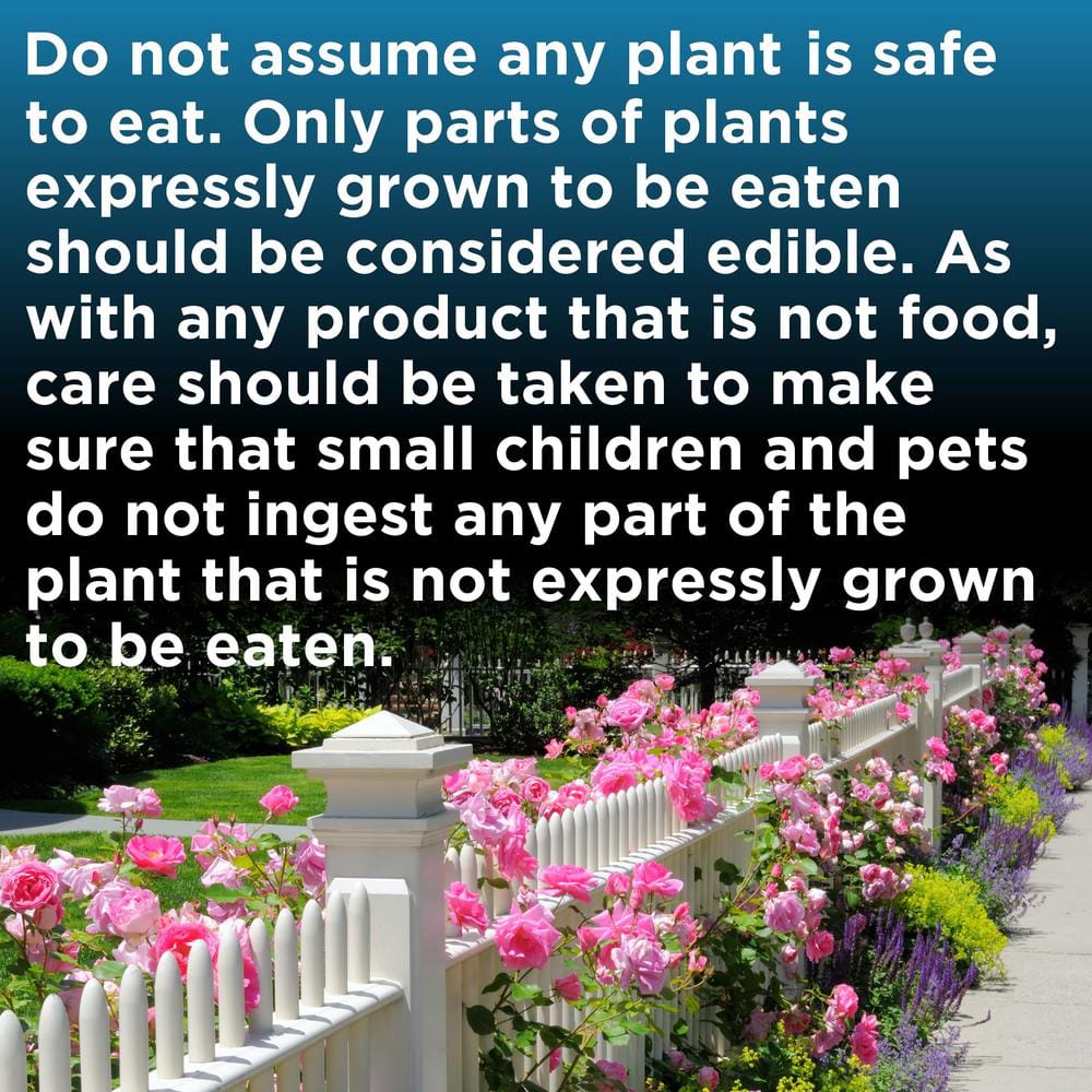 2.5 Qt. EnduraScape Dark Purple Verbena Plant with Purple Blooms - Hercitys