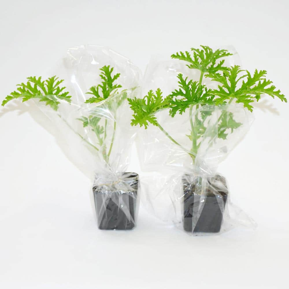 2 in. Pot Citronella Live Plant (2-Packet), Green Foliage - Hercitys