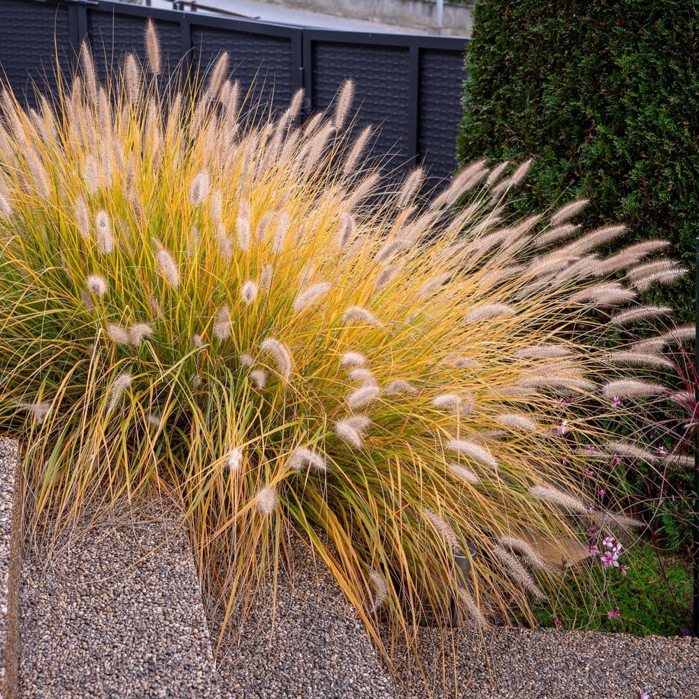 1 Gal. Dwarf Fountain Grass Hamelin - Hercitys