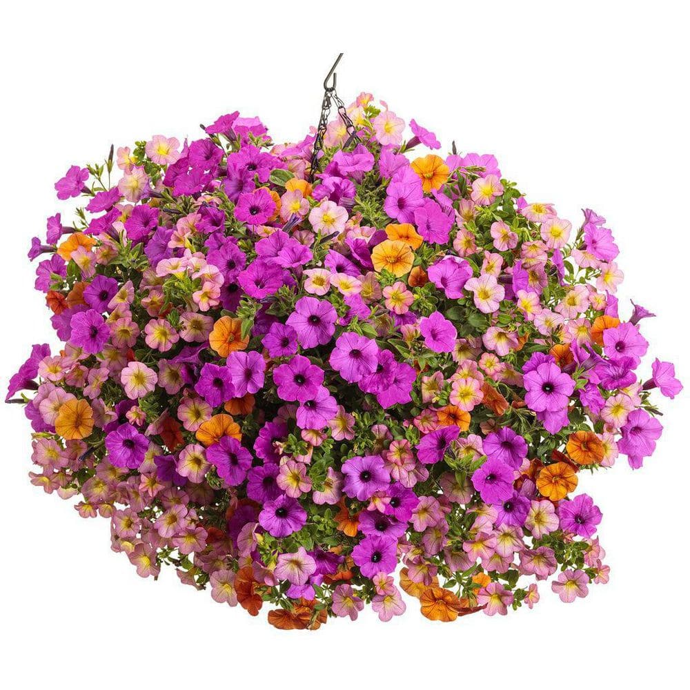 4.25 in. Eco+Grande, Supertunia Vista Jazzberry (Petunia) Live Plant, Purple Flowers (4-Pack) - Hercitys