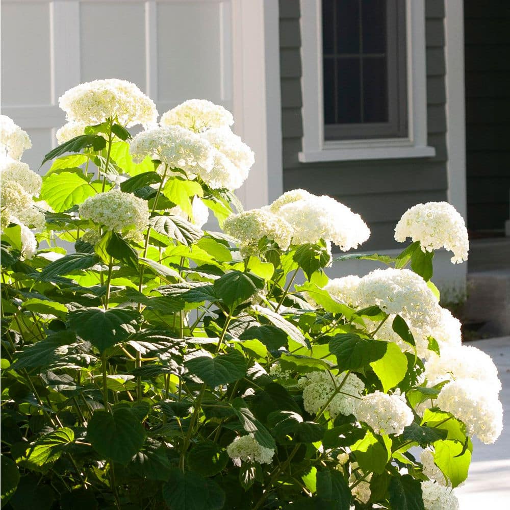 4.5 in. Qt. Incrediball Smooth Hydrangea, Live Shrub, Green to White Flowers - Hercitys