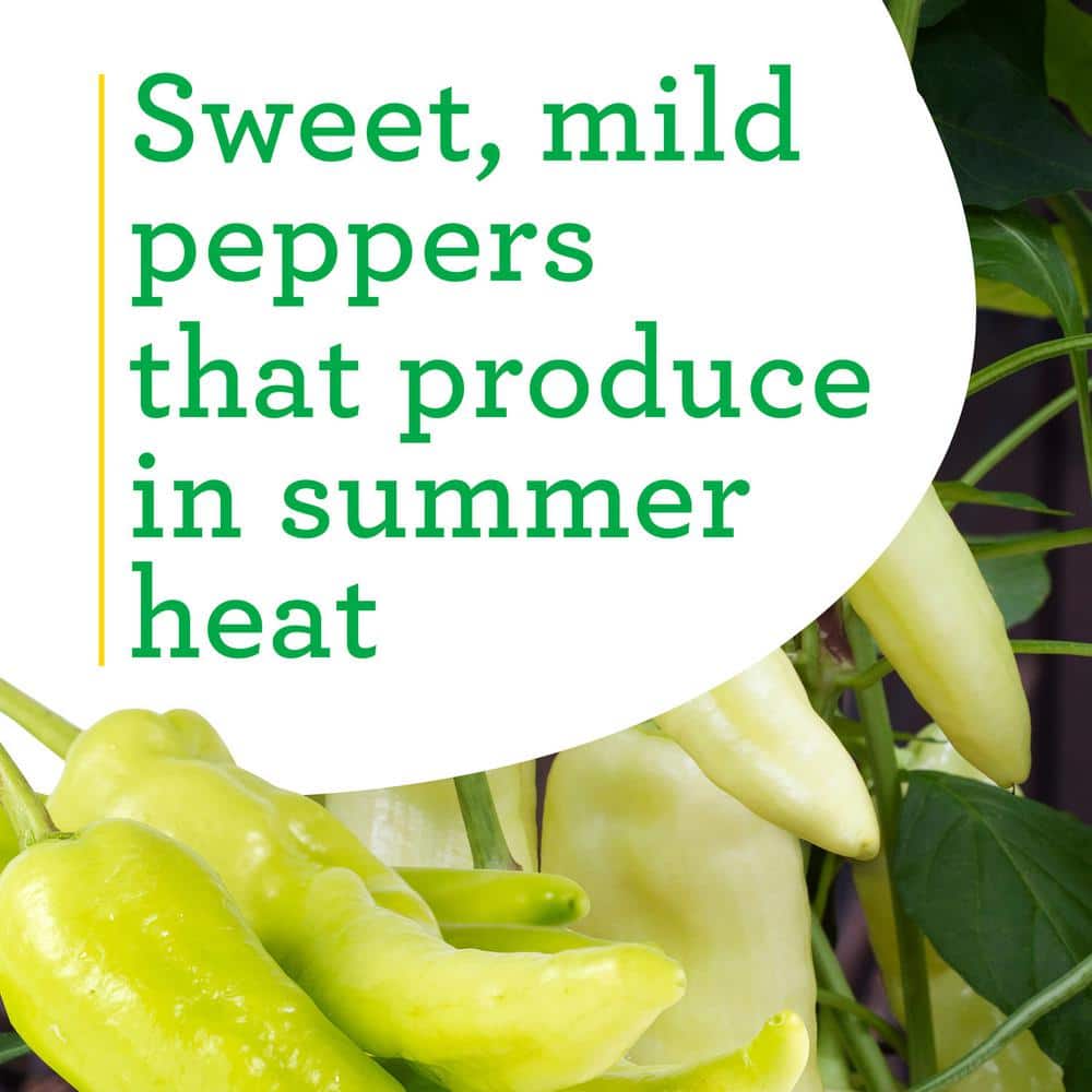 19 oz. Sweet Banana Pepper Plant (2-Pack) - Hercitys