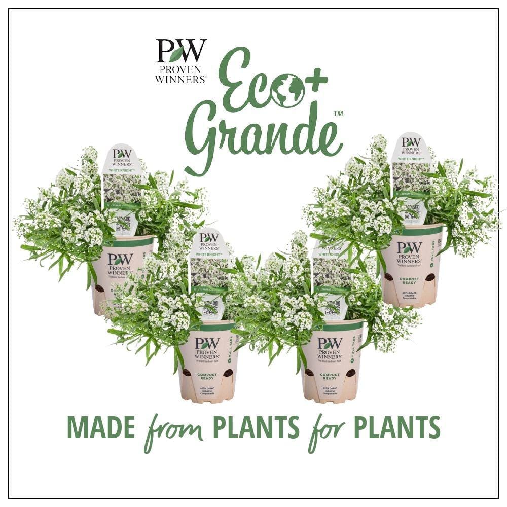 4.25 in. Eco+Grande White Knight Sweet Alyssum (Lobularia) Live Plant, White Flowers (4-Pack) - Hercitys
