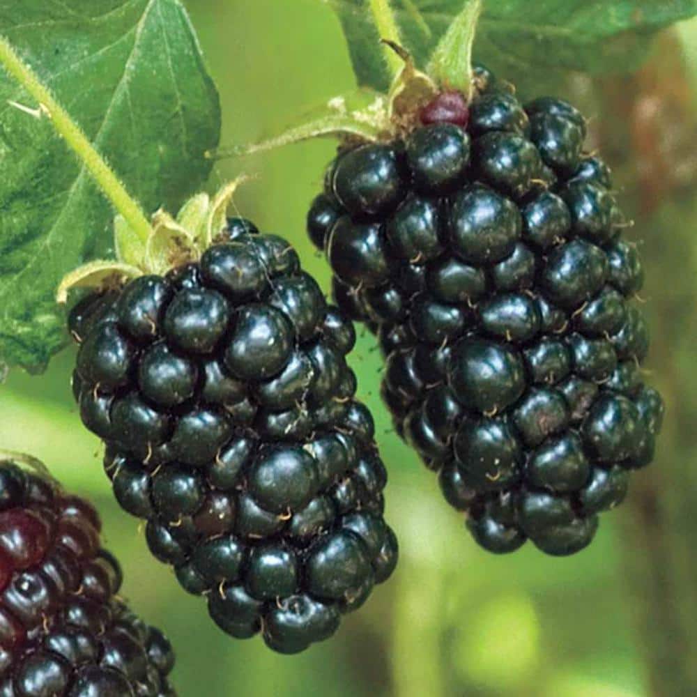 1 Gal. Pot, Freedom Prime-Ark Blackberry Bush Deciduous Fruit Bearing Plant (1-Pack) - Hercitys