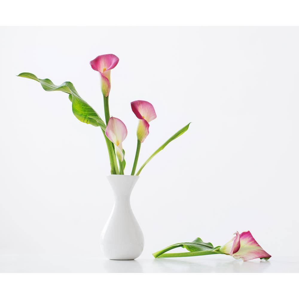 2.5 Qt. Perennial Calla Lily Pink (4-Pack) - Hercitys