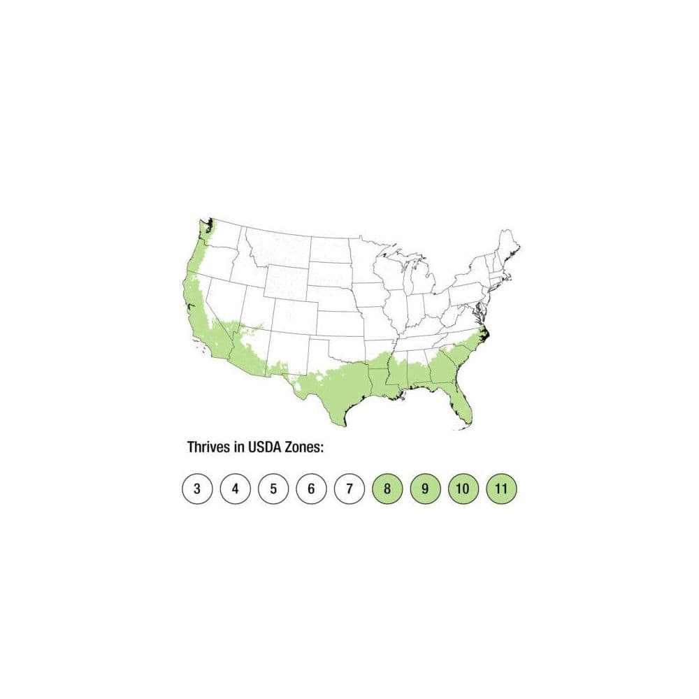 1.5 Gal. Bells of Fire Tecoma, Live Blooming Perennial Plant - Hercitys