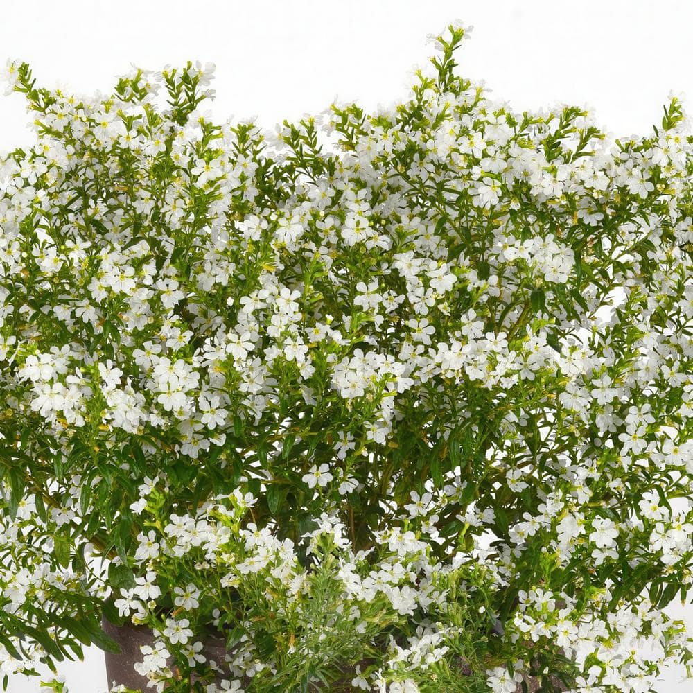 2.5 in. Cuphea Enchantia White Perennial Plant with White Flowers (3-Pack) - Hercitys