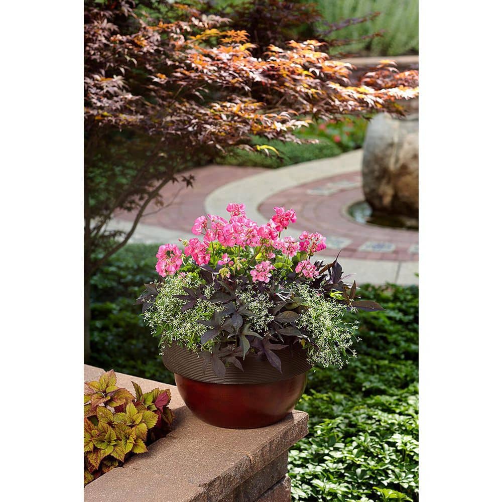 4.25 in. Eco+Grande Boldly Hot Pink Geranium (Pelargonium) Live Plant, Bright Pink Flowers (4-Pack) - Hercitys