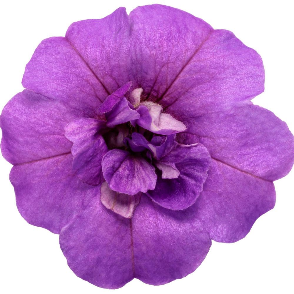 4.25 in. Eco+ Grande Superbells Double Blue (Calibrachoa hybrid) Live Annual Plant with Blue Flowers 4-Pack - Hercitys