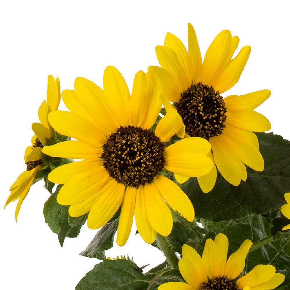 2 Qt. Sunfinity Yellow Sunflower Annual Plant (3-Pack) - Hercitys