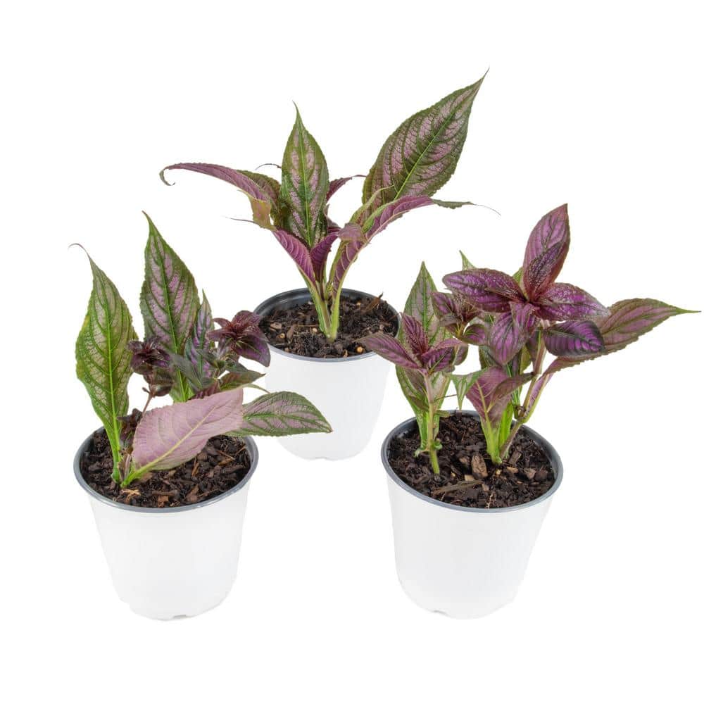 4 in. Persian Shield Purple Bloom Strobilanthes Plant (3-Piece) - Hercitys