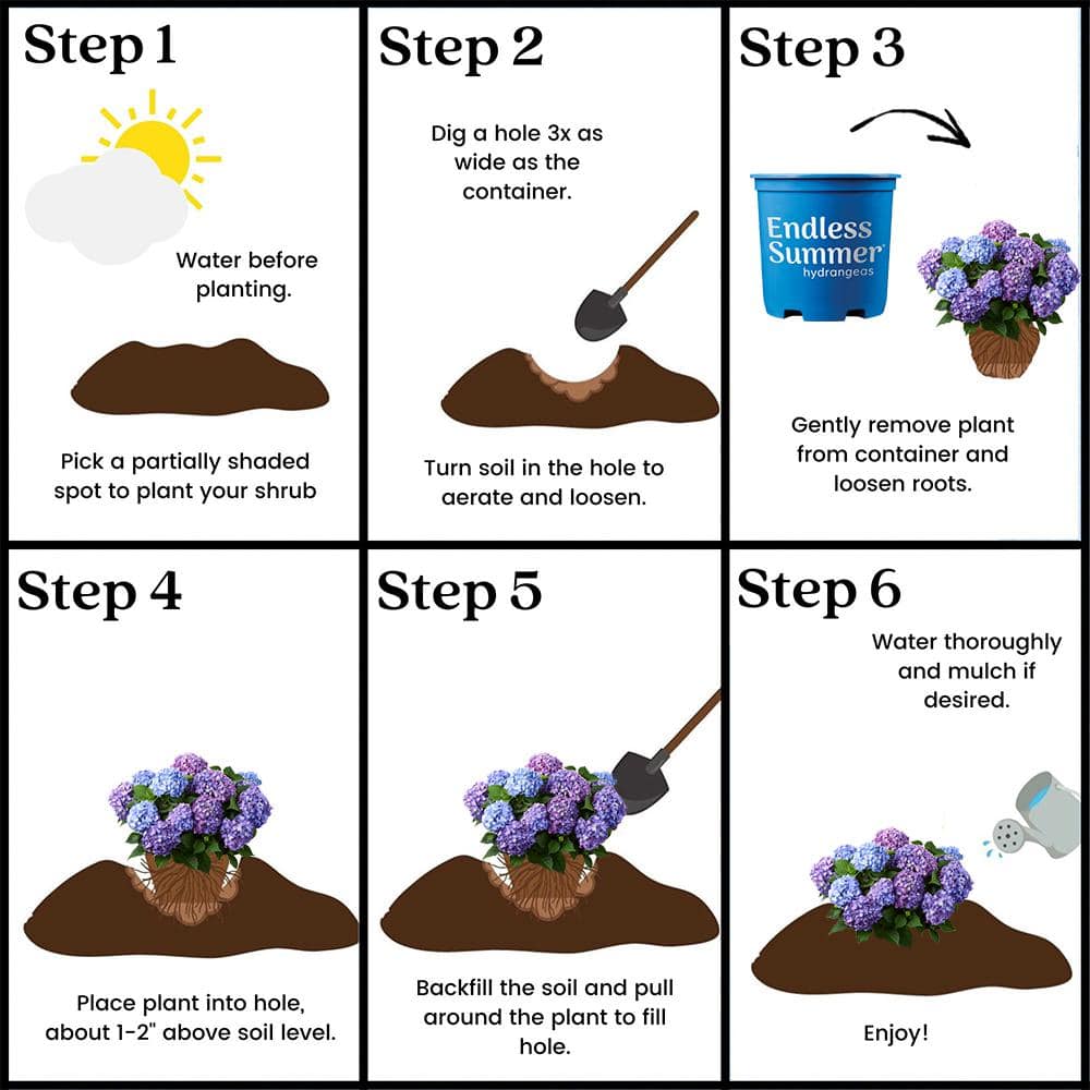 1 Gal. Bloomstruck Reblooming Hydrangea Shrub with Pink and Purple Flowers (2-Pack) - Hercitys