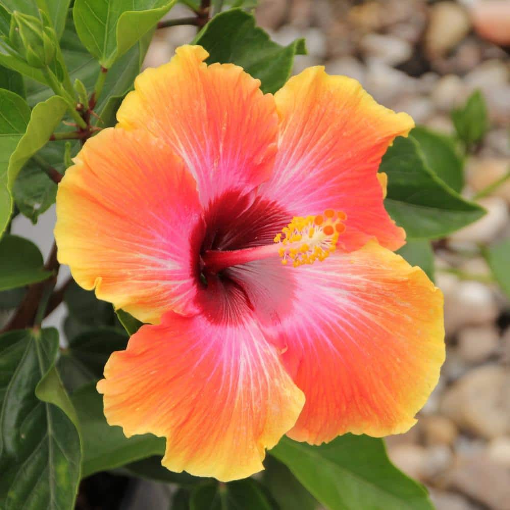 2 gal. Hibiscus Fiesta Braided Annual Tree Plant with Multicolor Flowers - Hercitys