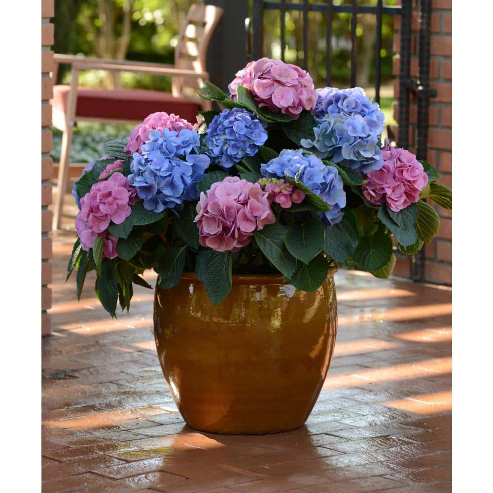4 in. LA Dreamin Hydrangea Shrub with Pink-Blue Flowers (4-Piece) - Hercitys