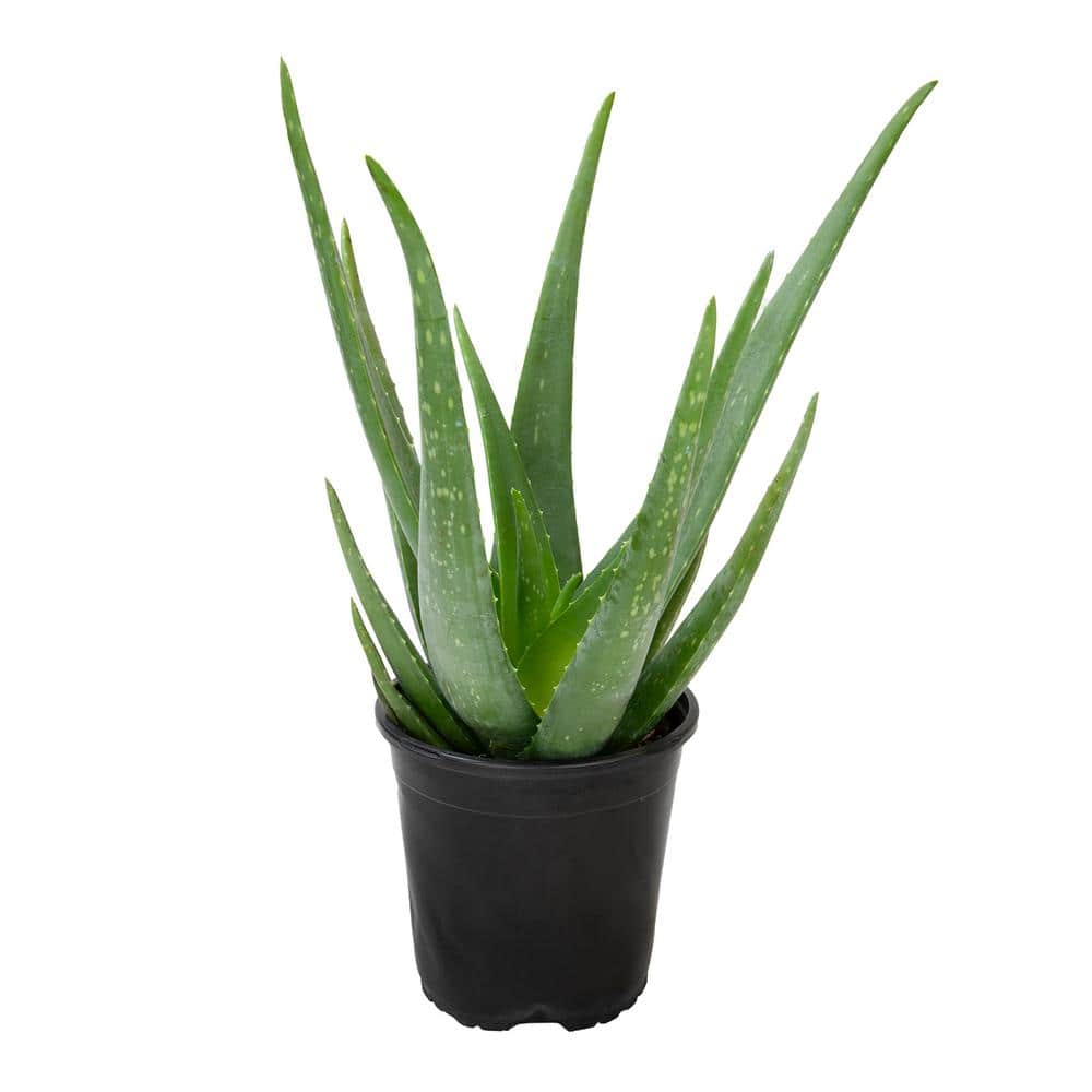 1G Single Aloe Vera in Nursery Pot - Hercitys