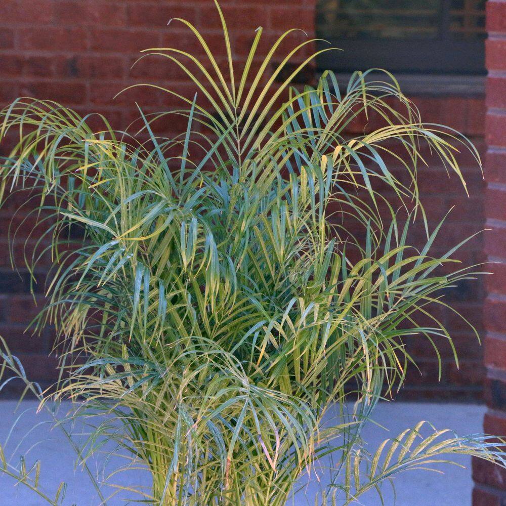 2 Gal. Robellini Palm Tree - Hercitys