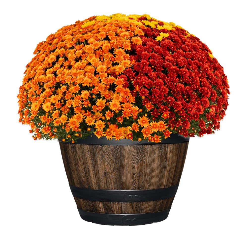 20 in. Reedley Large Kentucky Walnut Brown Resin Wine Barrel Planter (20 in. D x 14.5 in. H) - Hercitys