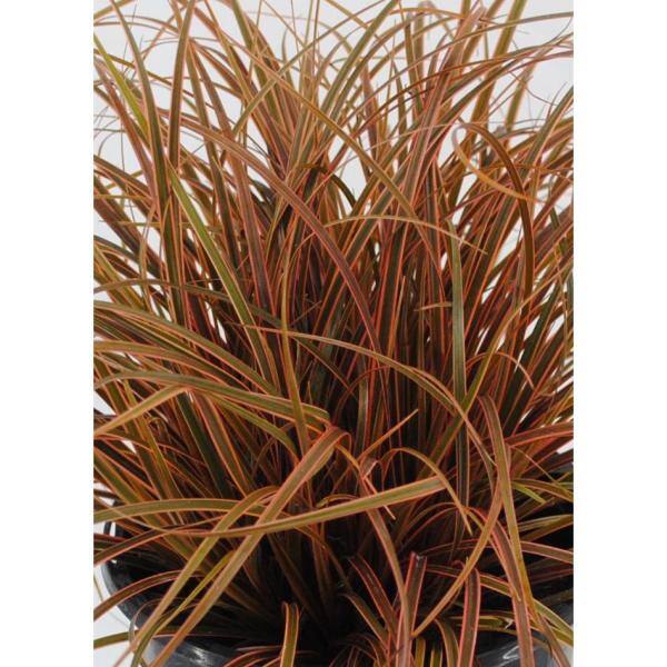 2.5 qt. Perennial Grass Uncinia Rubra Belinda’s Find (2-Pack) - Hercitys