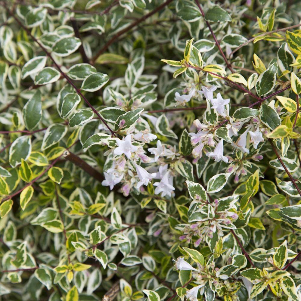 2.5 Qt. Miss Lemon Abelia With Light Pink Flowers, Live Semi-Evergreen Shrub Plant - Hercitys