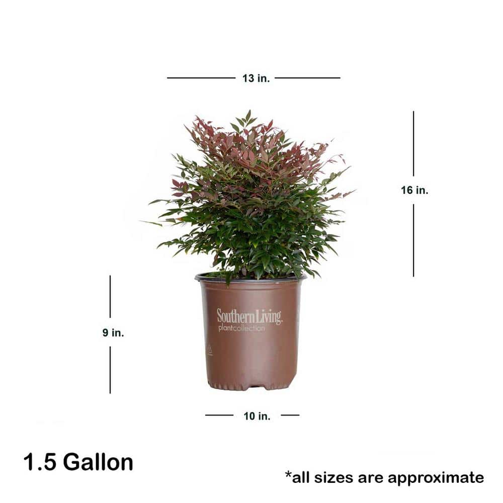 1.5 Gal. Obsession Nandina, Live Evergreen Shrub, Brilliant-Red New Foliage - Hercitys