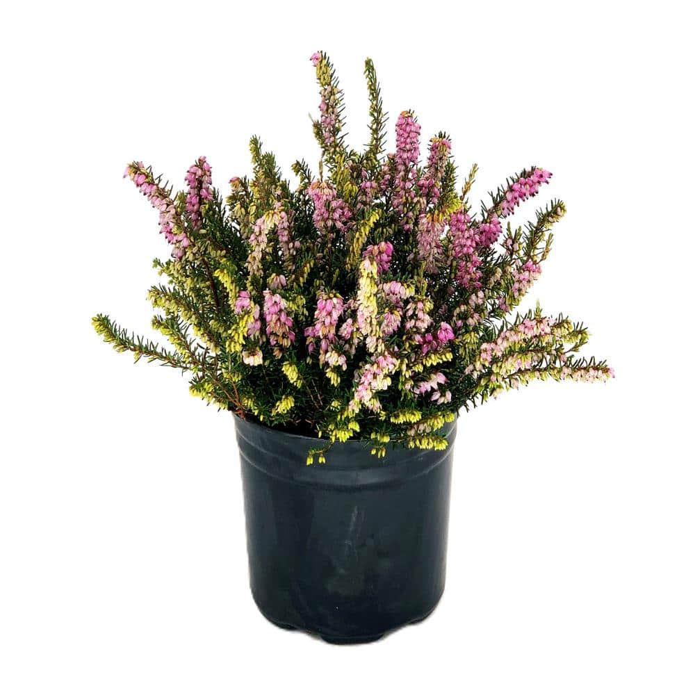 2.5 Qt. Mediterranean Pink Heather Live Shrub with Pink Flowers - Hercitys