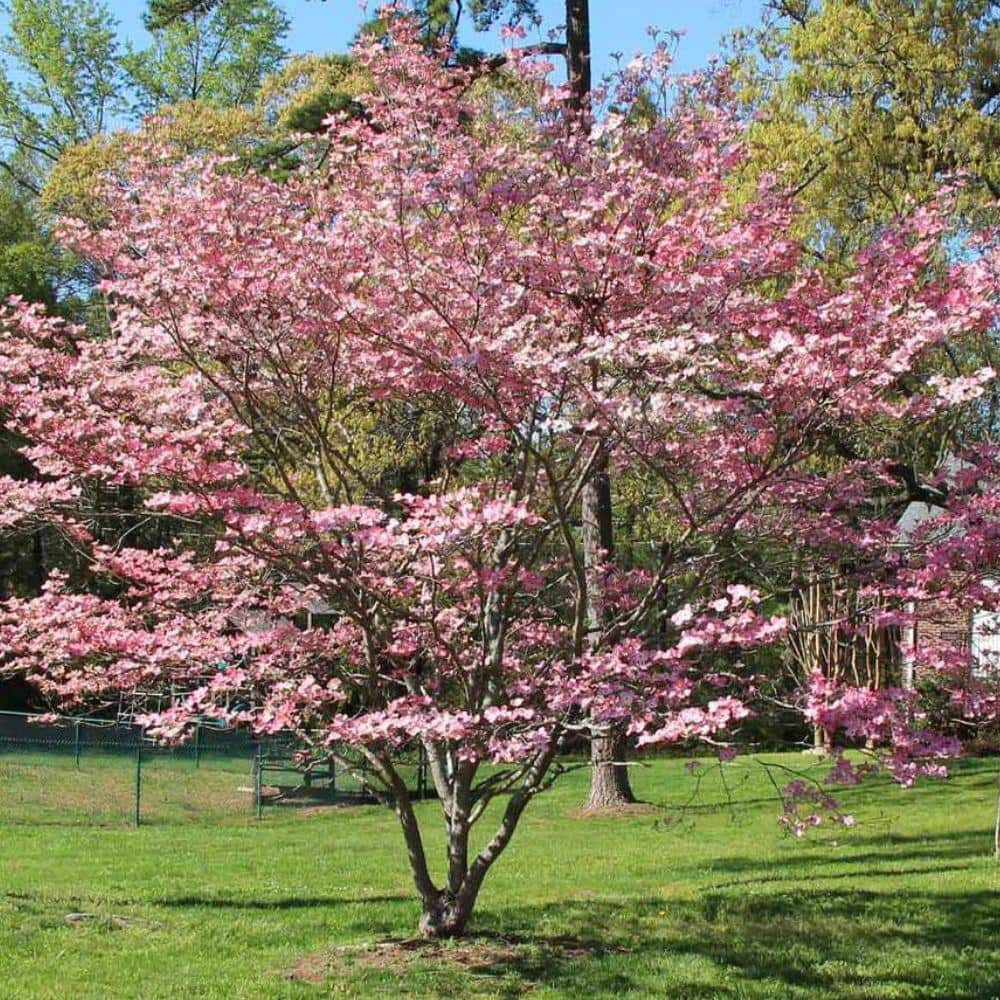 5 Gal. Cherokee Chief Dogwood Flowering Deciduous Tree with Pink Flowers - Hercitys