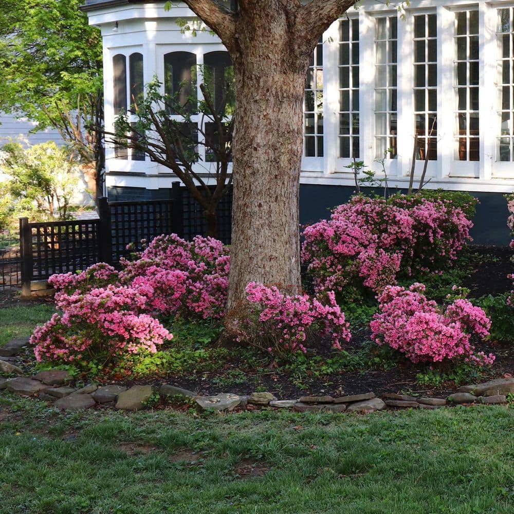 2.5 Quart Azalea ‘Rene Michelle’ Flowering Shrub with Pink Flowers - Hercitys