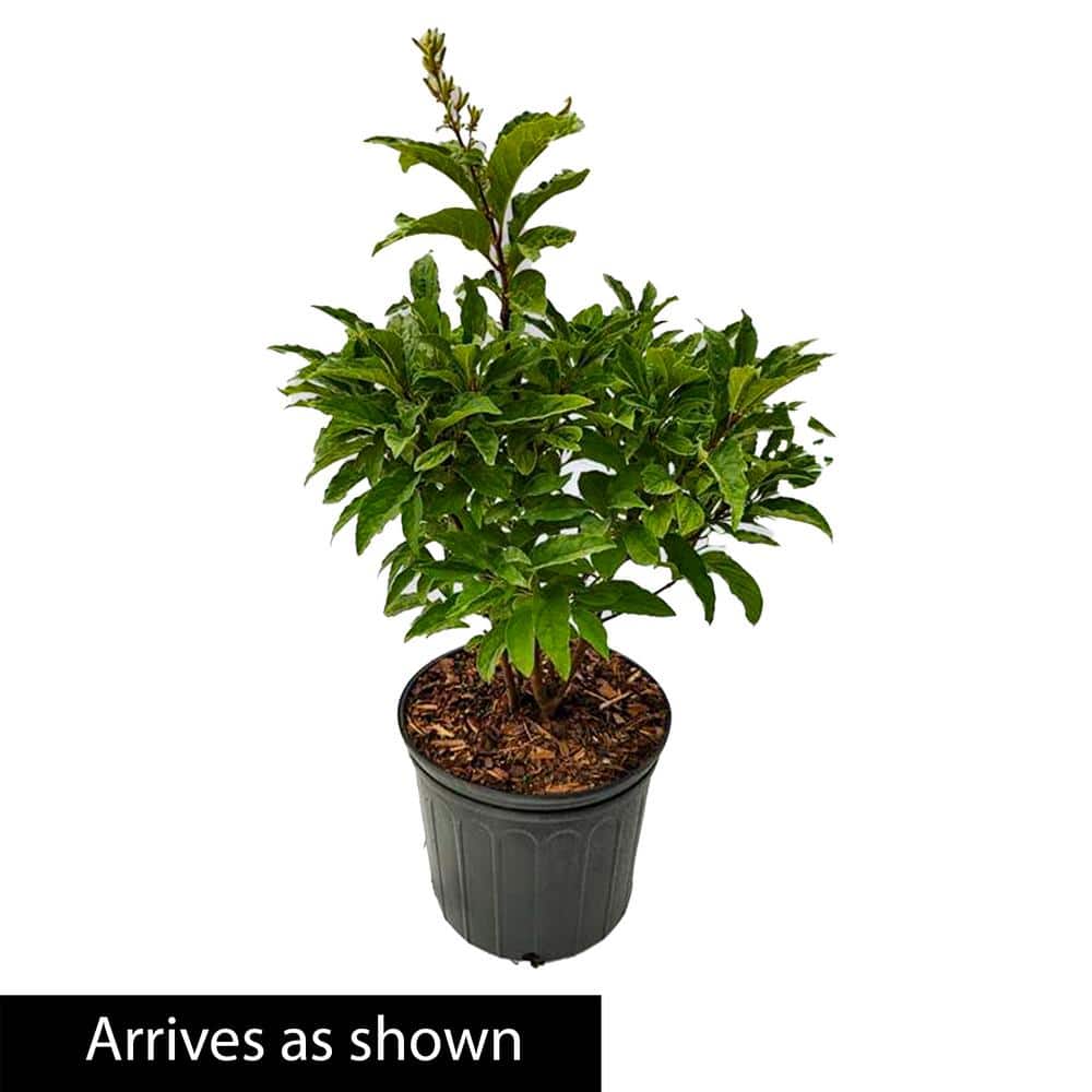 3 Gal. Pot James Macfarlane Lilac Flowering Shrub Grown (1-Pack) - Hercitys