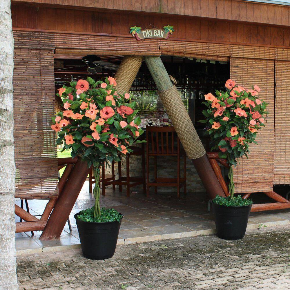 2 gal. Hibiscus Peach Braided Annual Tree Plant with Peach Flowers - Hercitys