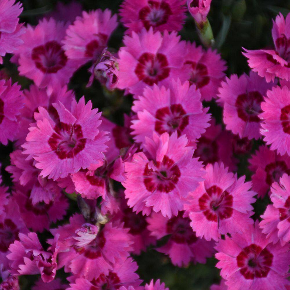 0.65 Gal. Paint the Town Fancy Pinks (Dianthus Hybrid) Live Perennial Plant with Pink Flowers - Hercitys