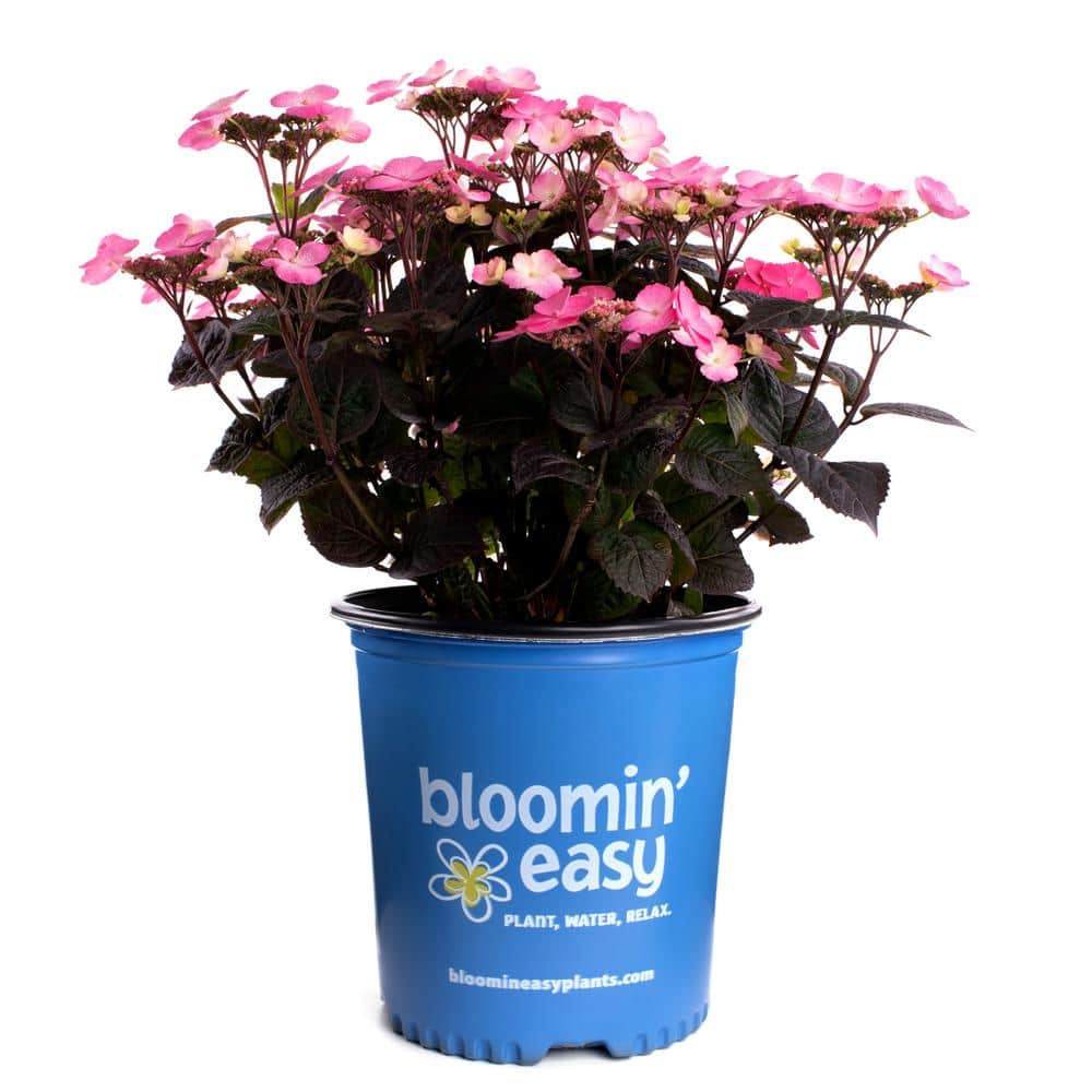 1 Gal. Pink Dynamo Hydrangea Serrata Live Shrub, White and Green to Vermillion Red Flowers - Hercitys