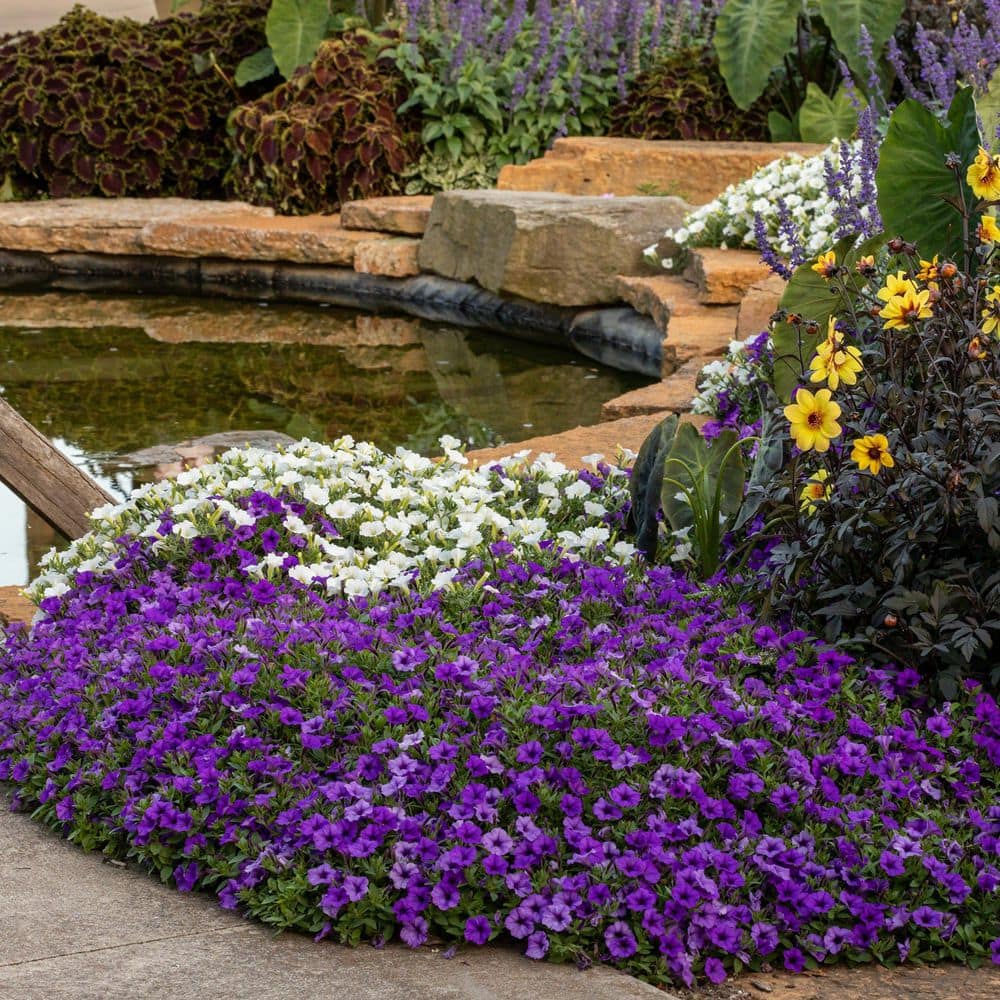 4.25 in. Eco+ Grande Supertunia Mini Vista Indigo (Petunia Hybrid) Live Annual Plant with Blue Flowers 4-Pack - Hercitys