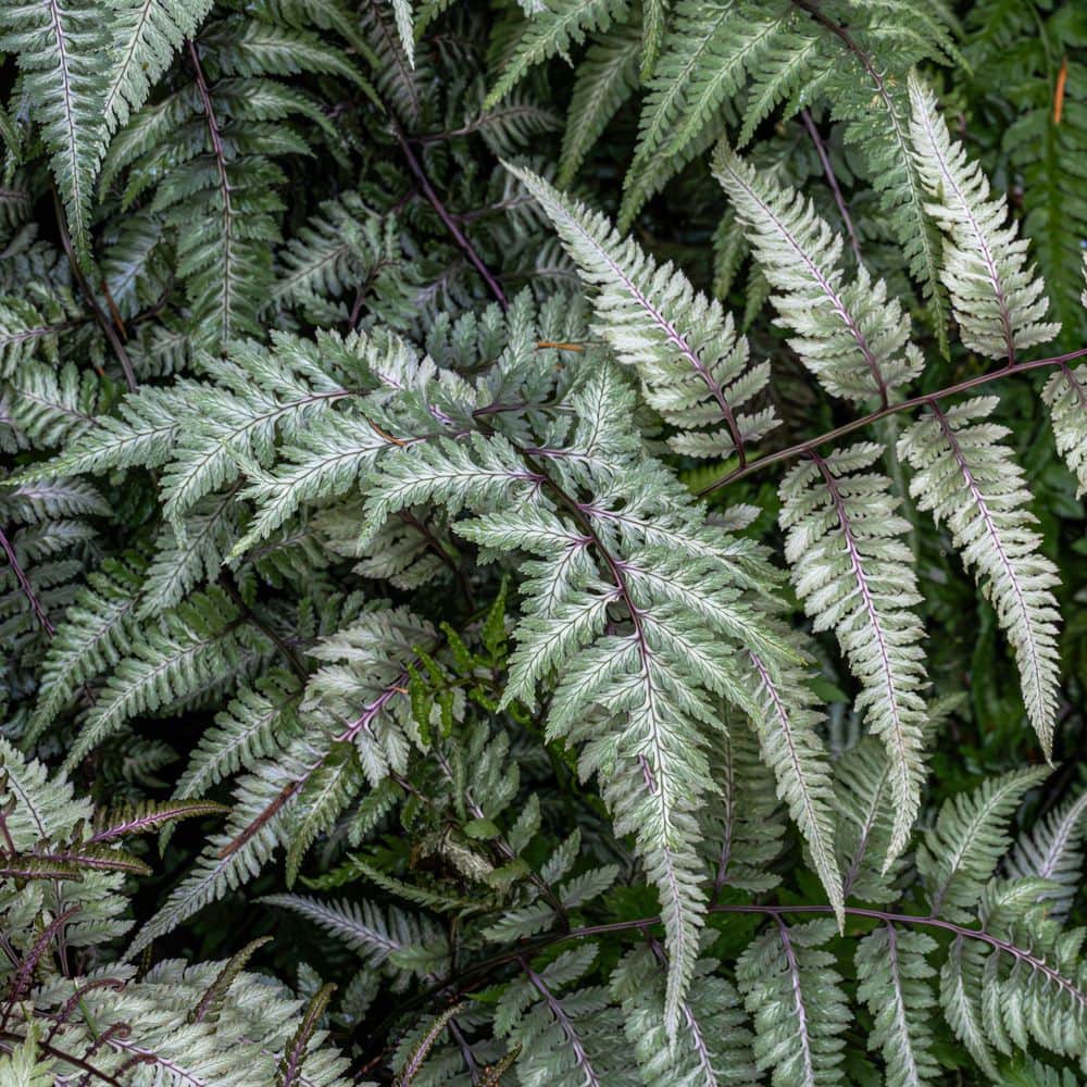 5.5 in. Godzilla Painted Fern Plant - Hercitys